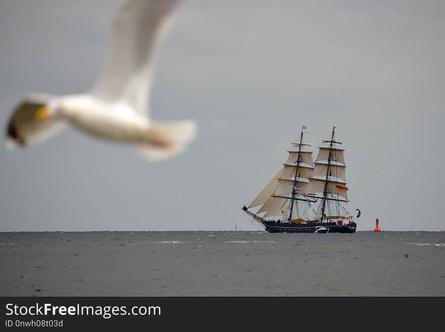 Sailing Ship, Tall Ship, Sea, Seabird