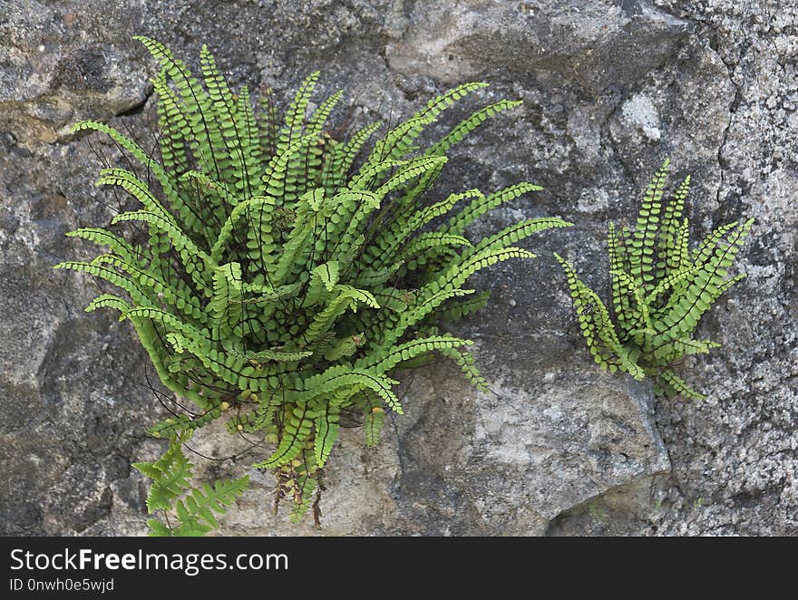 Plant, Vegetation, Ferns And Horsetails, Flora