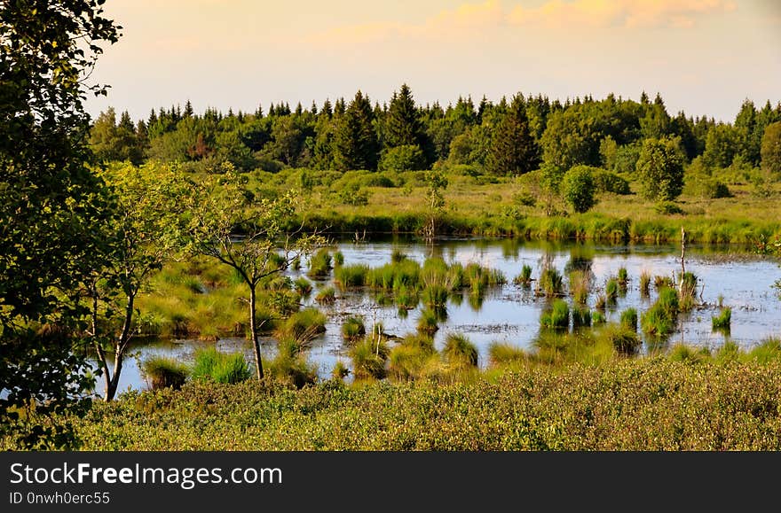 Nature, Nature Reserve, Wetland, Ecosystem