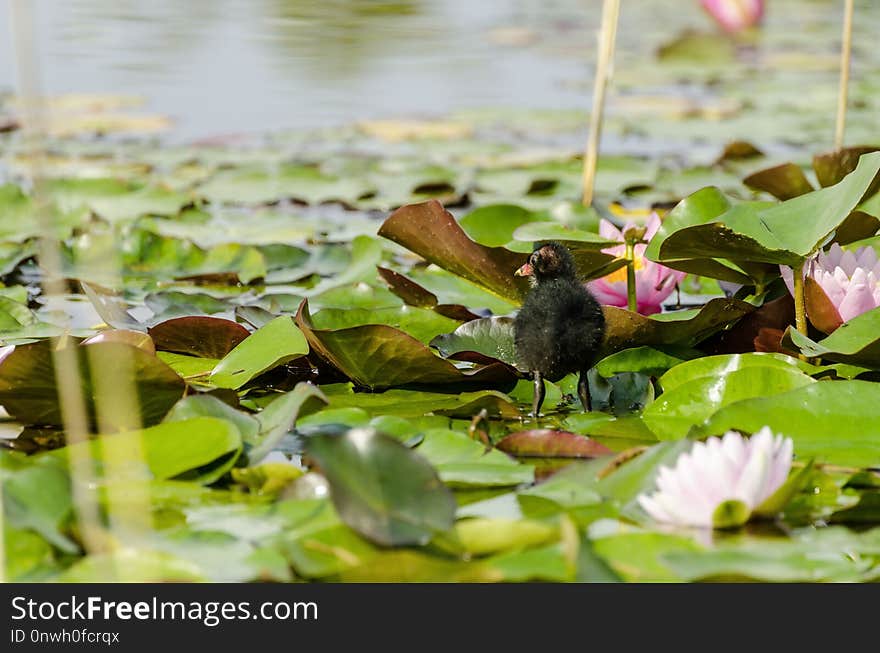 Bird, Fauna, Water, Flora