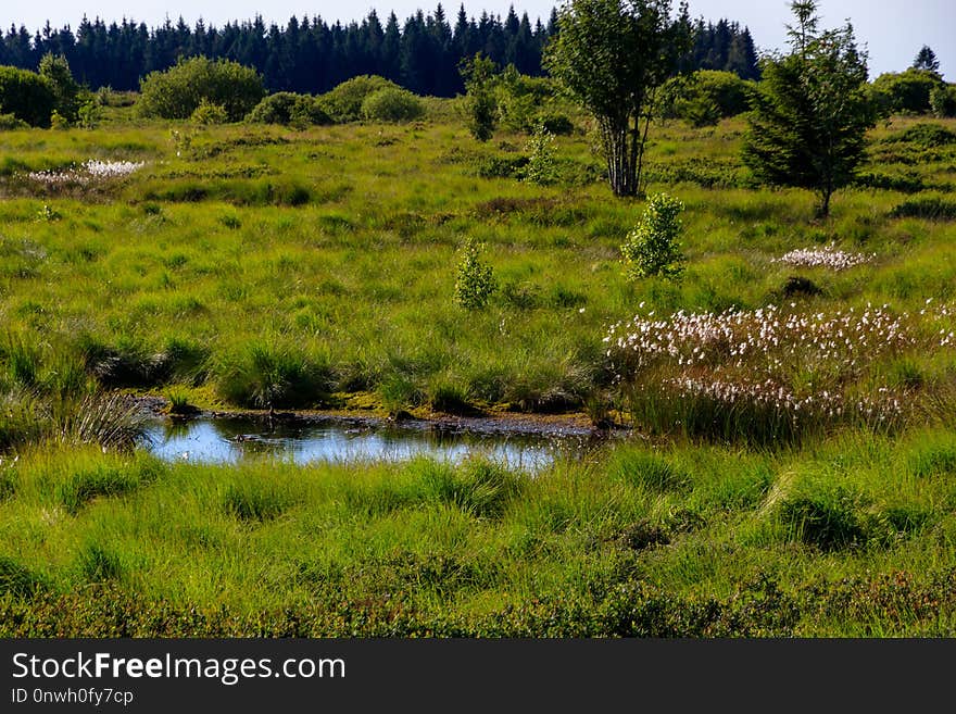 Vegetation, Ecosystem, Wetland, Nature Reserve