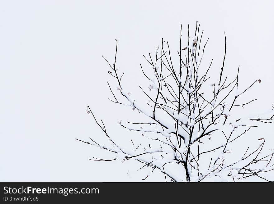 Branch, Black And White, Tree, Twig