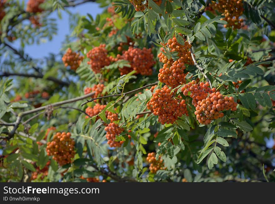 Rowan, Sorbus, Plant, Heteromeles