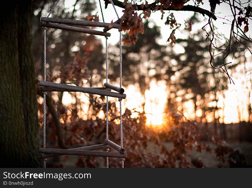 Tree, Branch, Winter, Sunlight