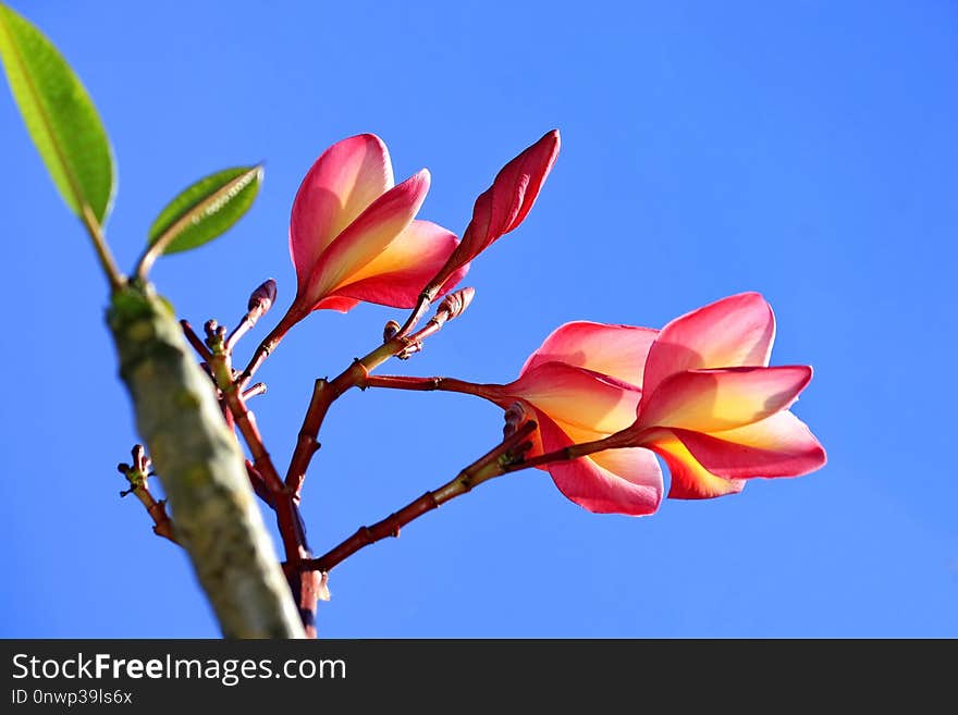 Plumeria flowers on the tree with the sky as a backdrop.