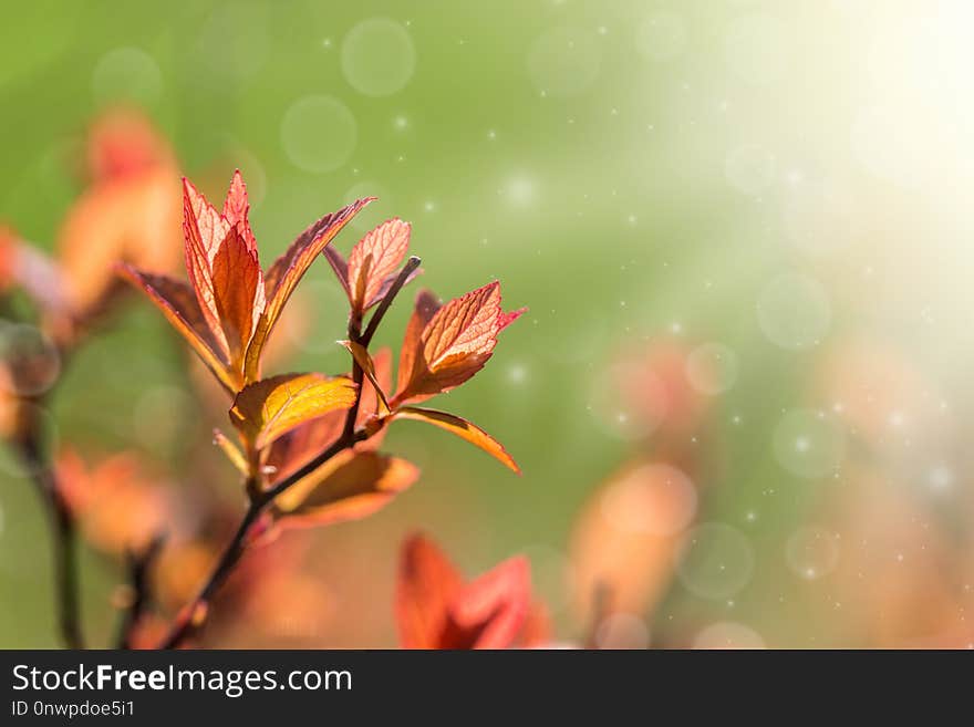 Spring leaves blooming on the bushes. Spring leaves blooming on the bushes