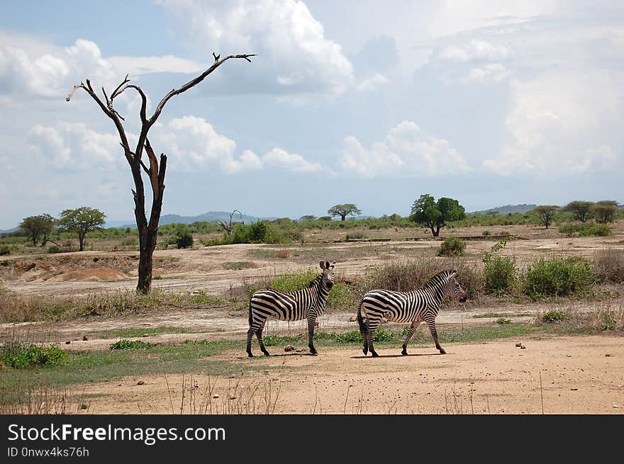 Wildlife, Ecosystem, Savanna, Grassland