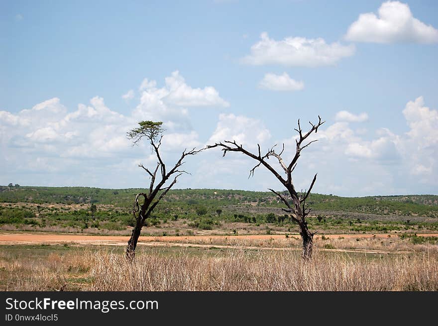 Ecosystem, Grassland, Savanna, Sky