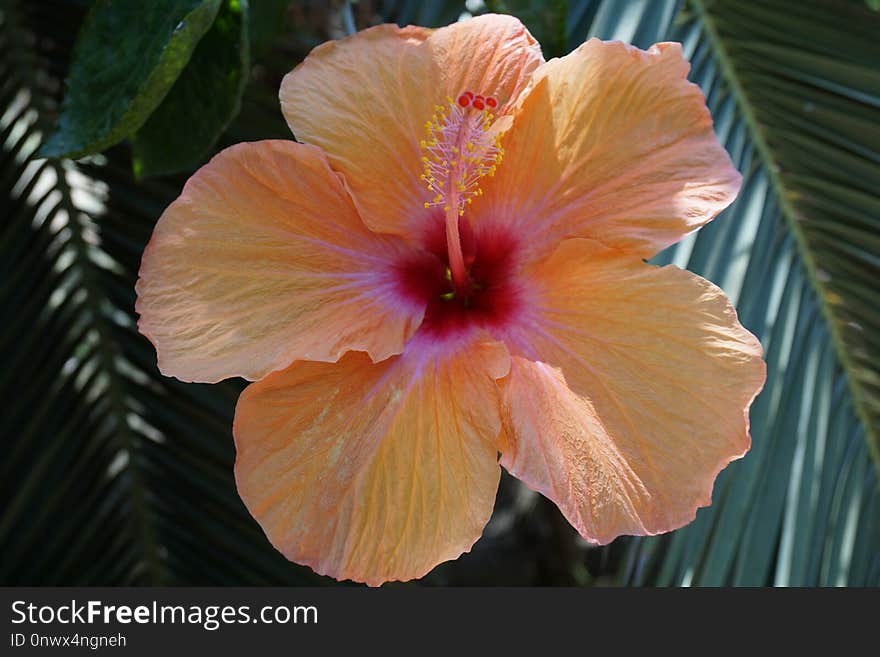 Flower, Hibiscus, Plant, Flowering Plant