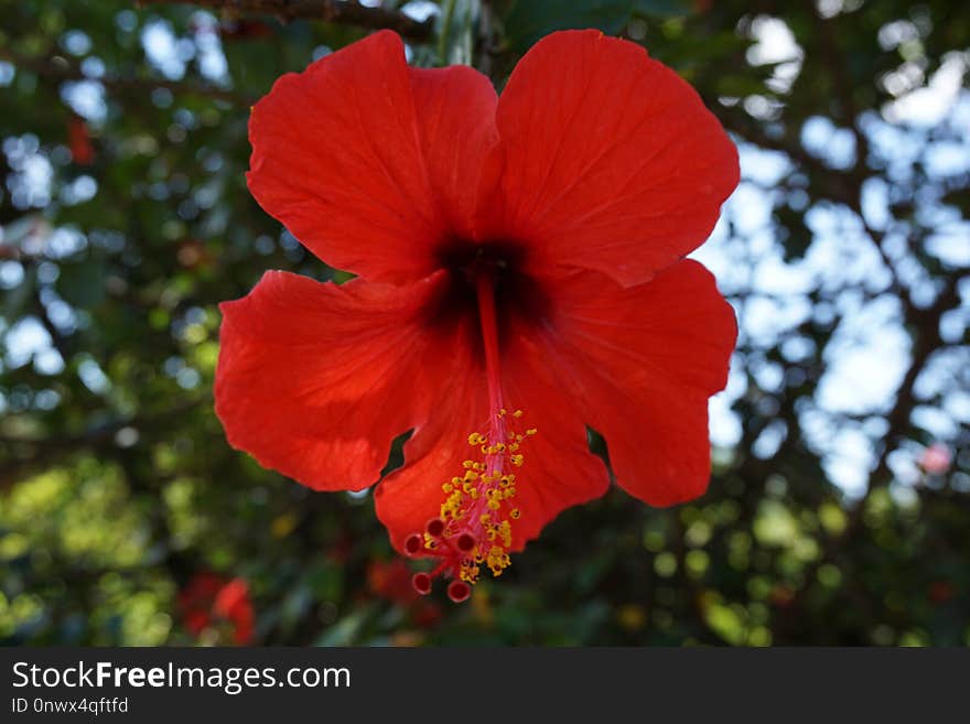 Flower, Flowering Plant, Hibiscus, Plant