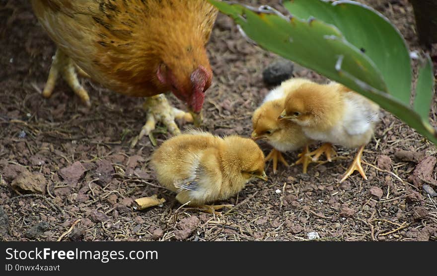 Chicken, Bird, Fauna, Galliformes