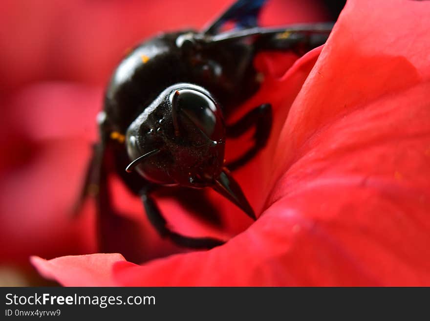 Insect, Red, Macro Photography, Invertebrate