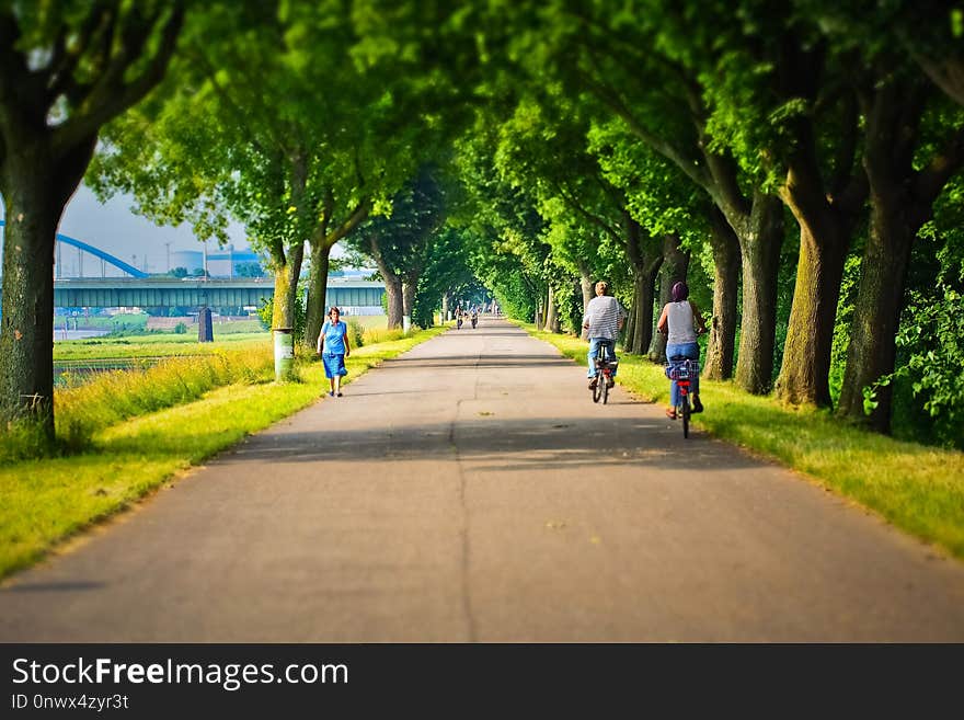 Nature, Green, Tree, Road