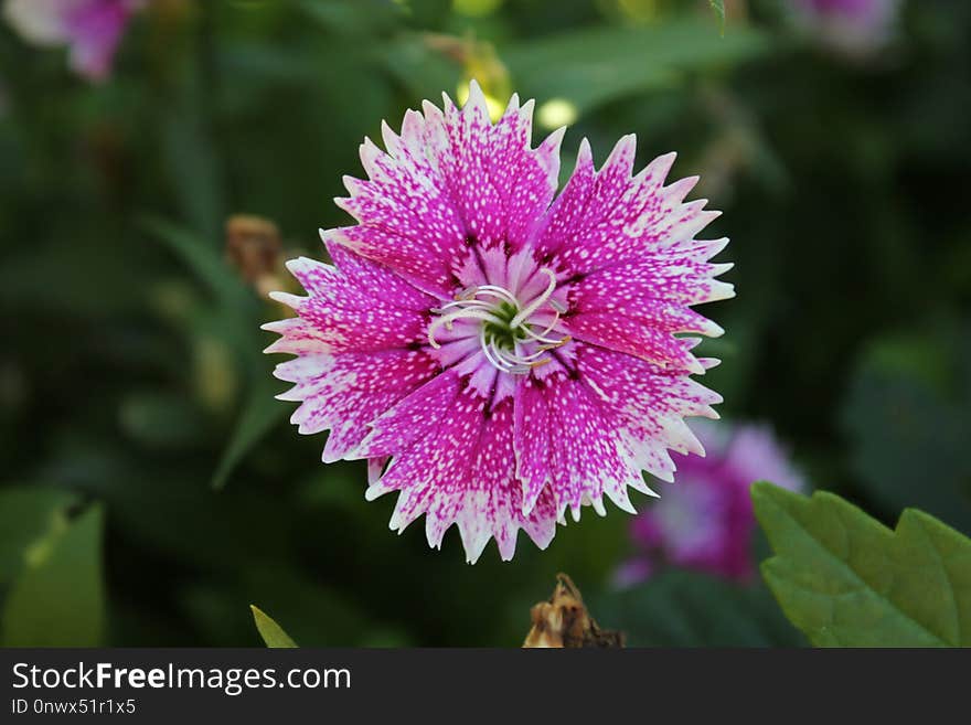 Flower, Flora, Plant, Annual Plant