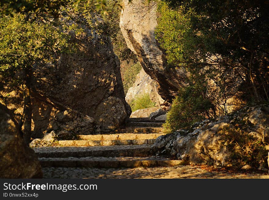 Nature, Nature Reserve, Rock, Tree