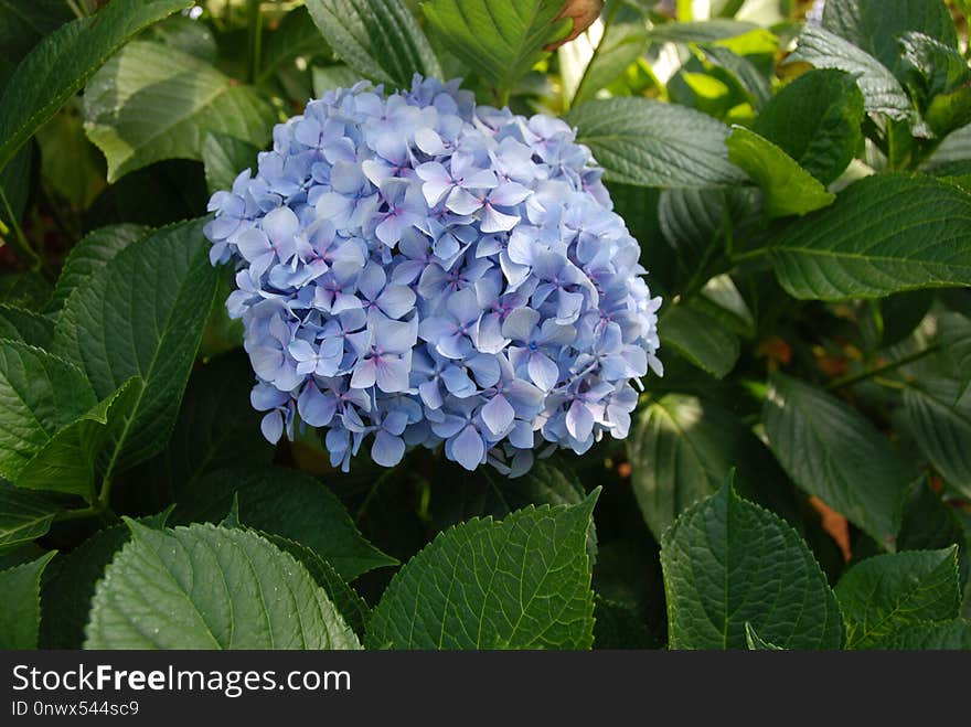 Plant, Blue, Flower, Hydrangea