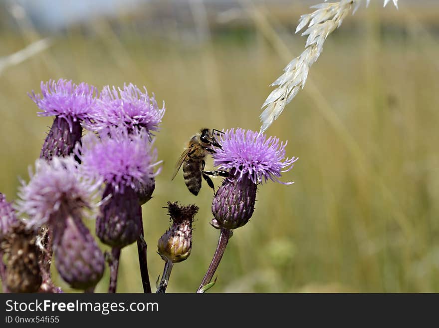 Flora, Purple, Flower, Plant