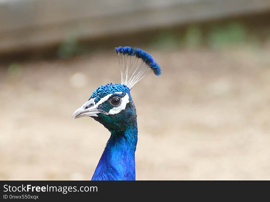 Bird, Beak, Feather, Peafowl