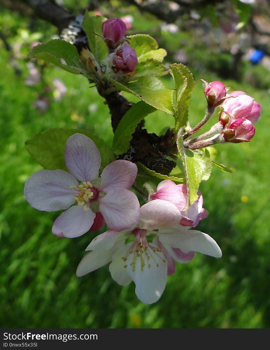 Blossom, Spring, Flora, Flower