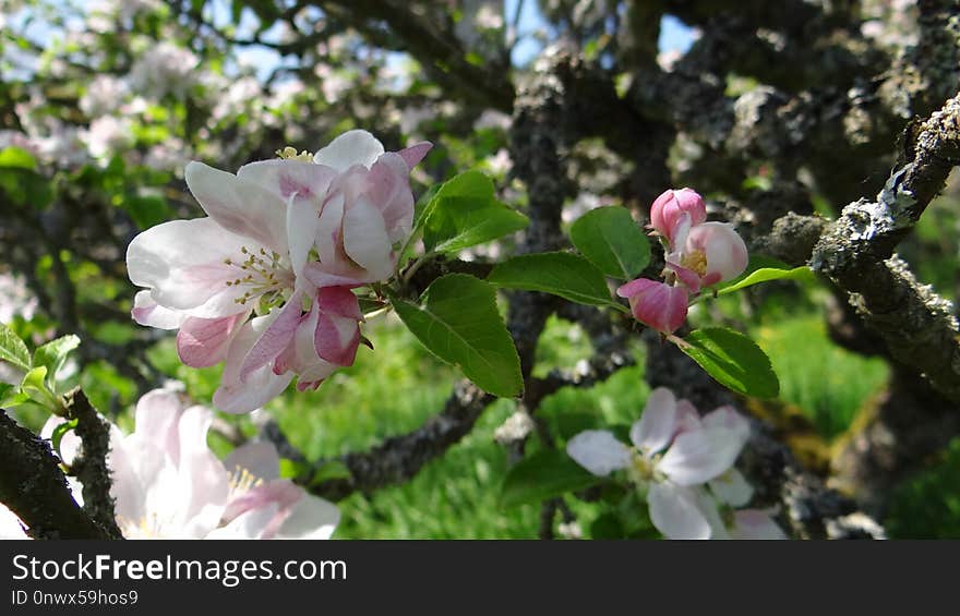 Blossom, Branch, Spring, Plant