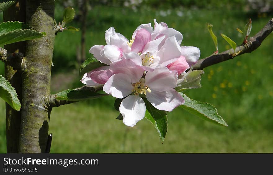 Blossom, Branch, Plant, Flower