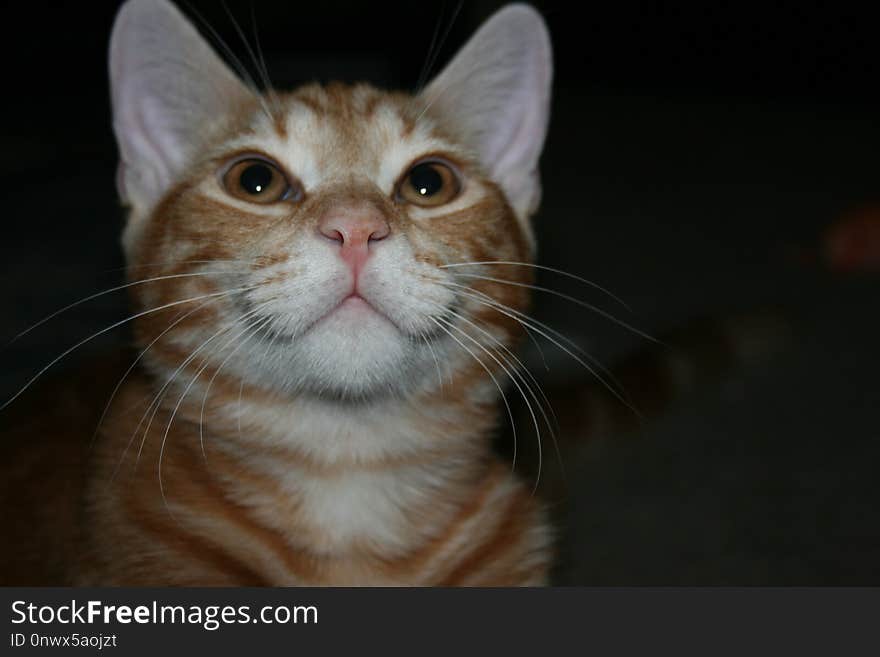 Cat, Whiskers, Small To Medium Sized Cats, Nose