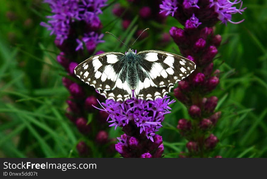 Butterfly, Moths And Butterflies, Flower, Brush Footed Butterfly