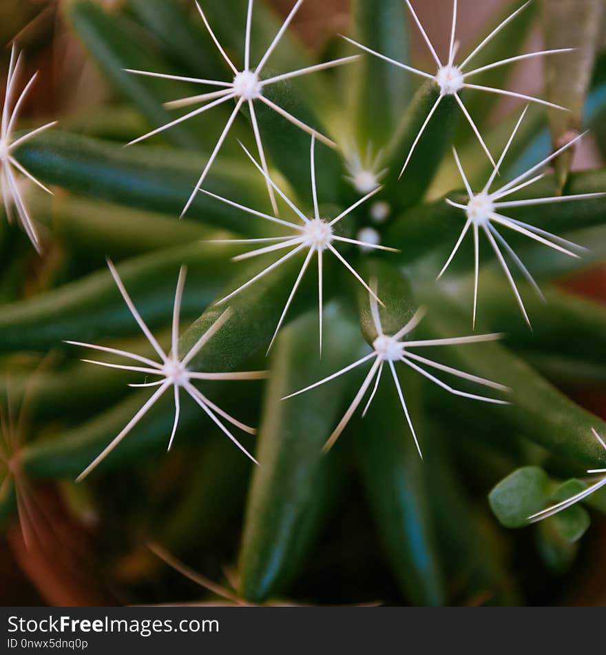 Plant, Thorns Spines And Prickles, Flora, Flowering Plant