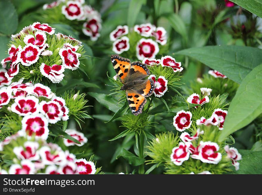 Butterfly, Moths And Butterflies, Flower, Insect