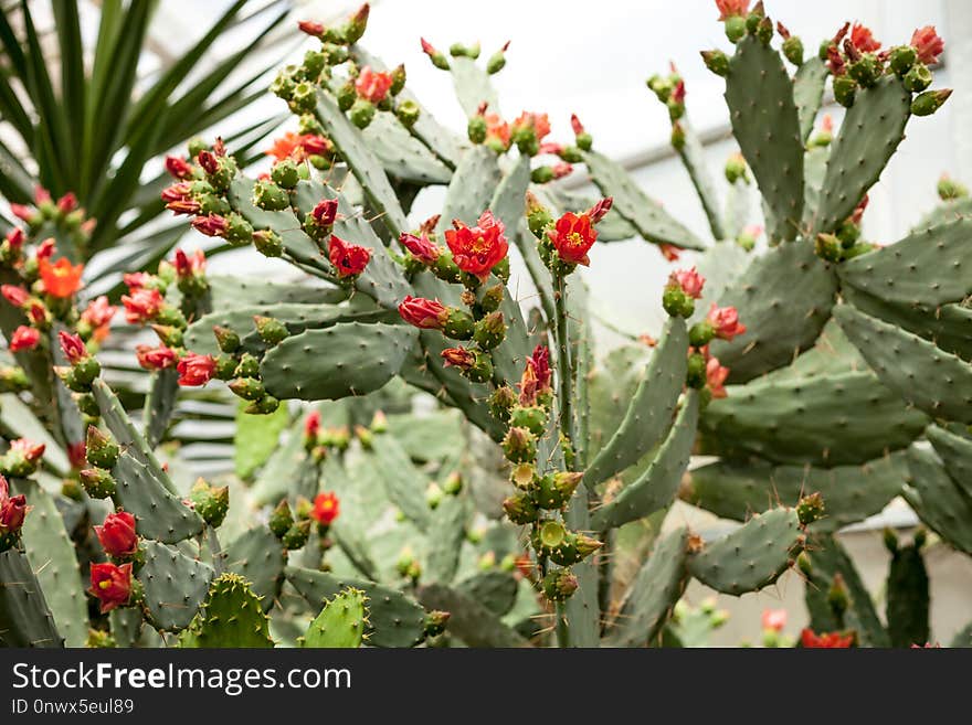 Plant, Flowering Plant, Cactus, Prickly Pear