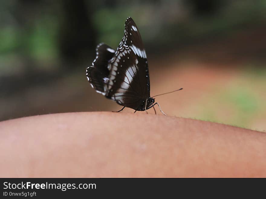 Butterfly, Insect, Moths And Butterflies, Invertebrate