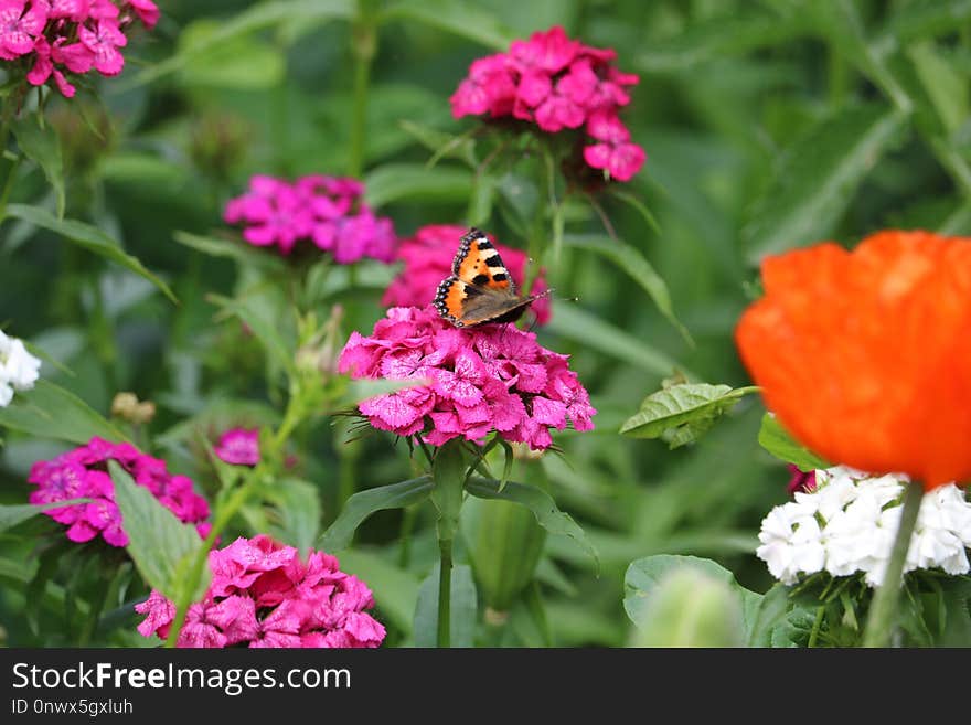 Flower, Butterfly, Pollinator, Nectar