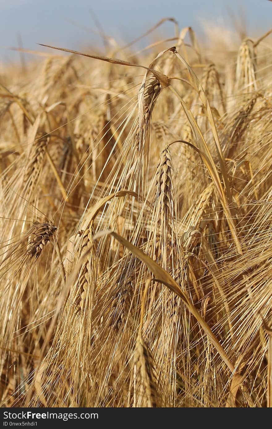 Food Grain, Wheat, Triticale, Barley