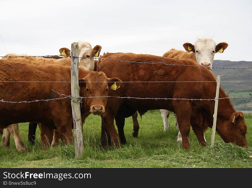 Cattle Like Mammal, Grazing, Herd, Pasture