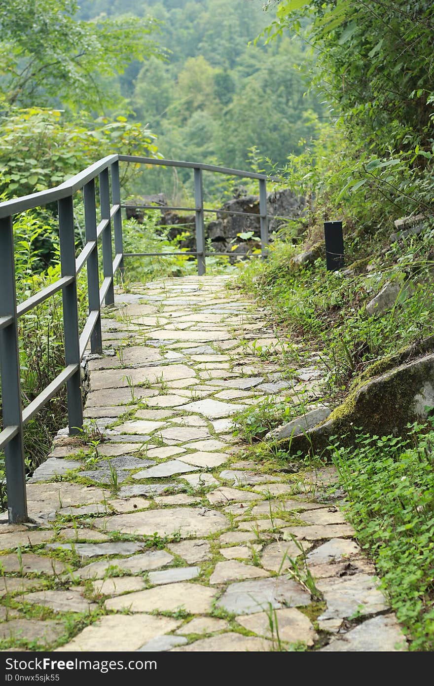 Nature, Green, Vegetation, Path