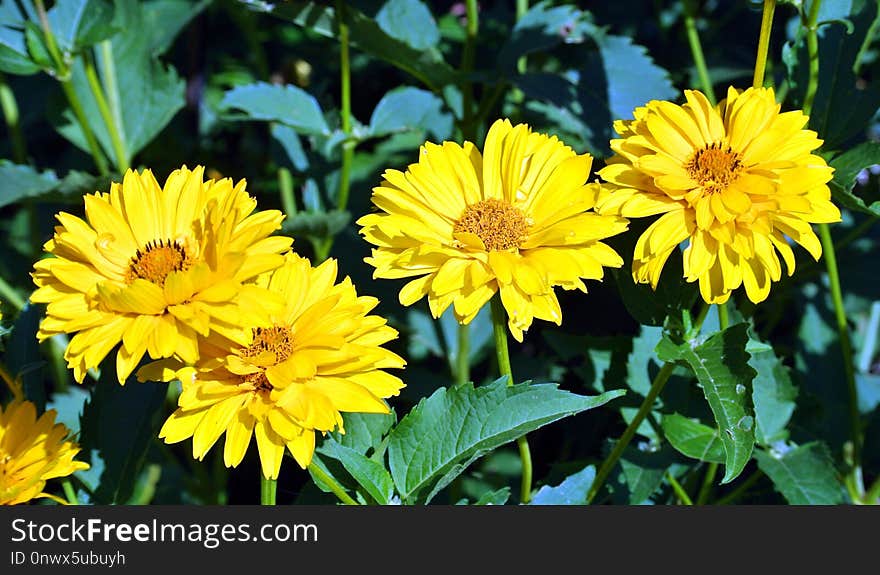 Flower, Yellow, Plant, Daisy Family