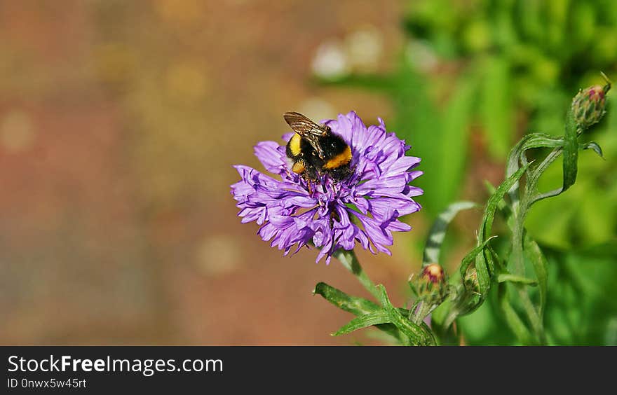 Flower, Bee, Honey Bee, Flora