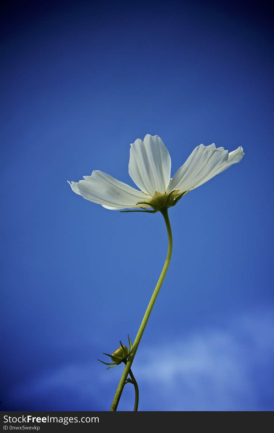 Flower, Blue, Sky, Flora