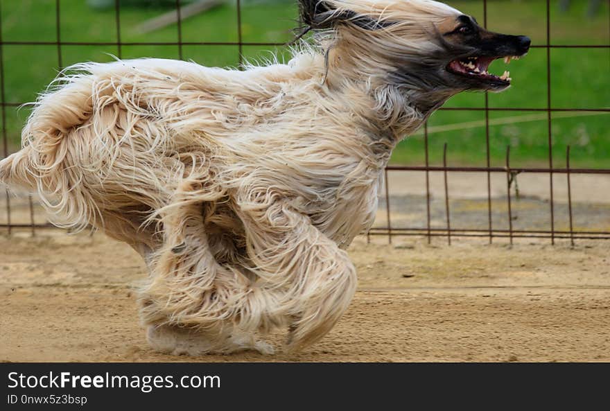 Dog, Dog Breed, Dog Like Mammal, Afghan Hound