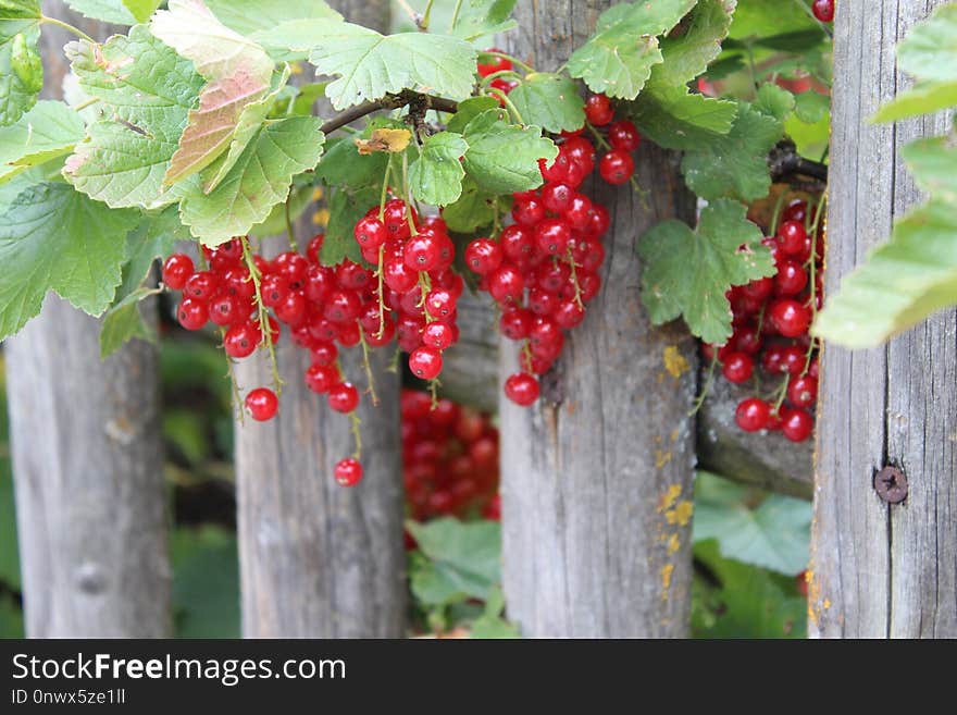 Berry, Fruit, Currant, Plant