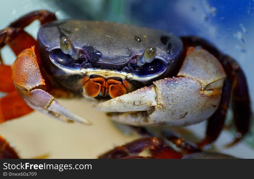 Crab, Freshwater Crab, Dungeness Crab, Decapoda