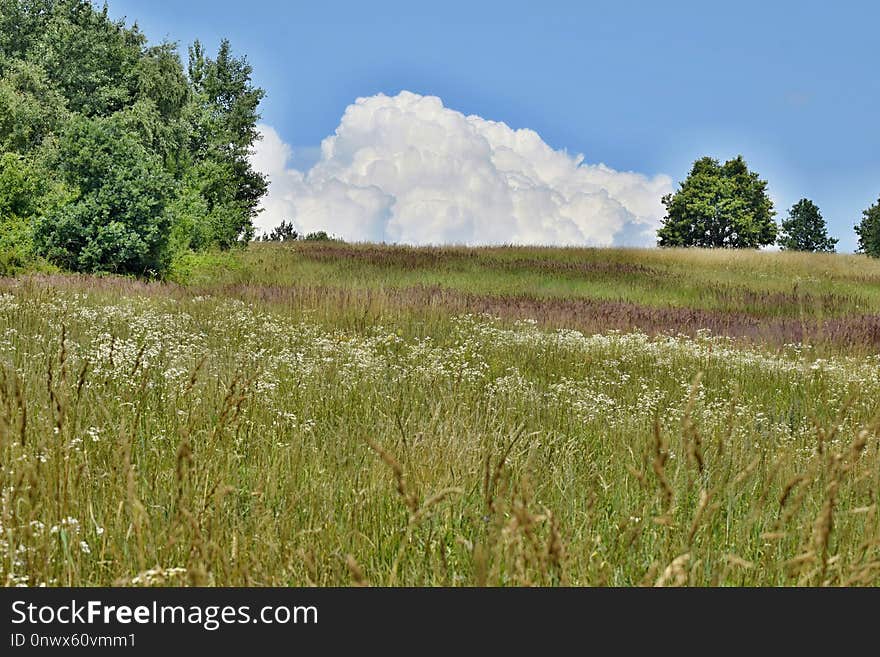 Grassland, Ecosystem, Vegetation, Prairie