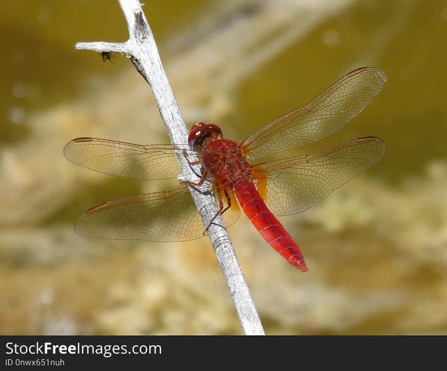 Dragonfly, Insect, Dragonflies And Damseflies, Invertebrate