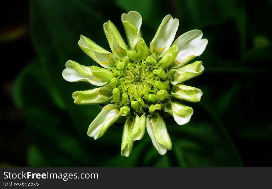 Flower, Flora, Plant, Macro Photography