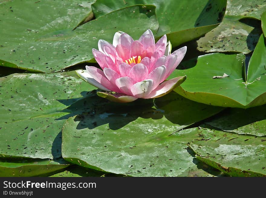 Flower, Plant, Flora, Leaf