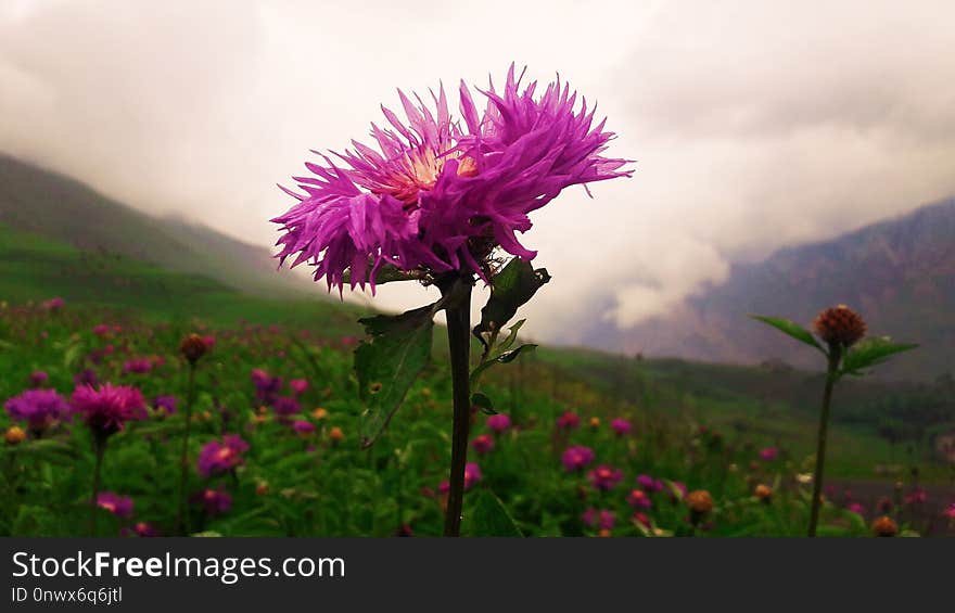 Flower, Pink, Plant, Sky