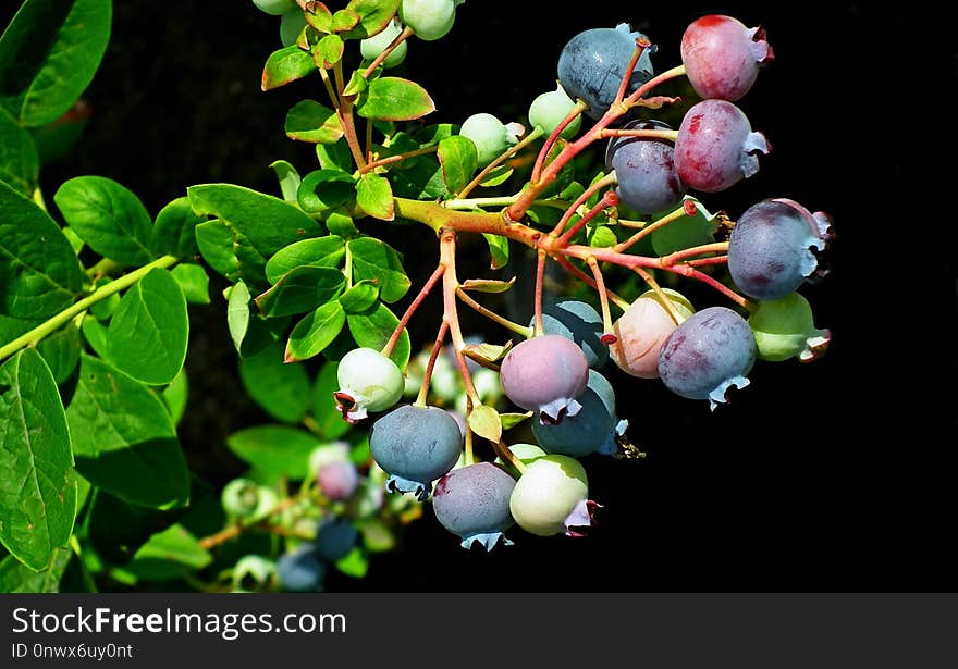 Fruit, Plant, Bilberry, Huckleberry