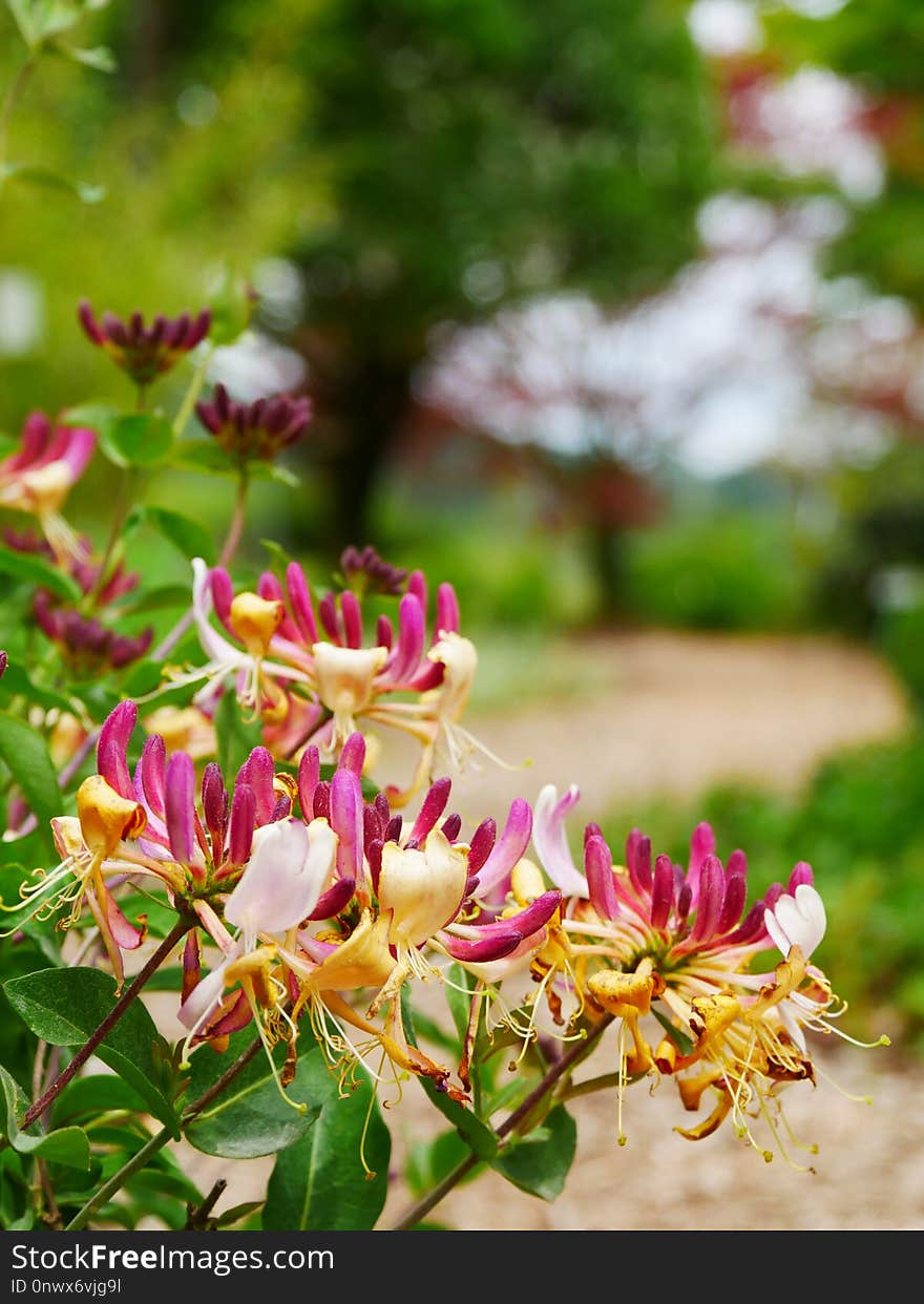 Flower, Plant, Flowering Plant, Flora