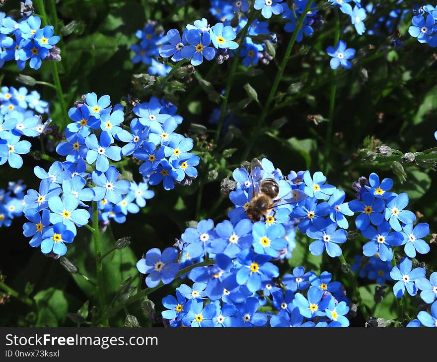 Flower, Plant, Blue, Flowering Plant