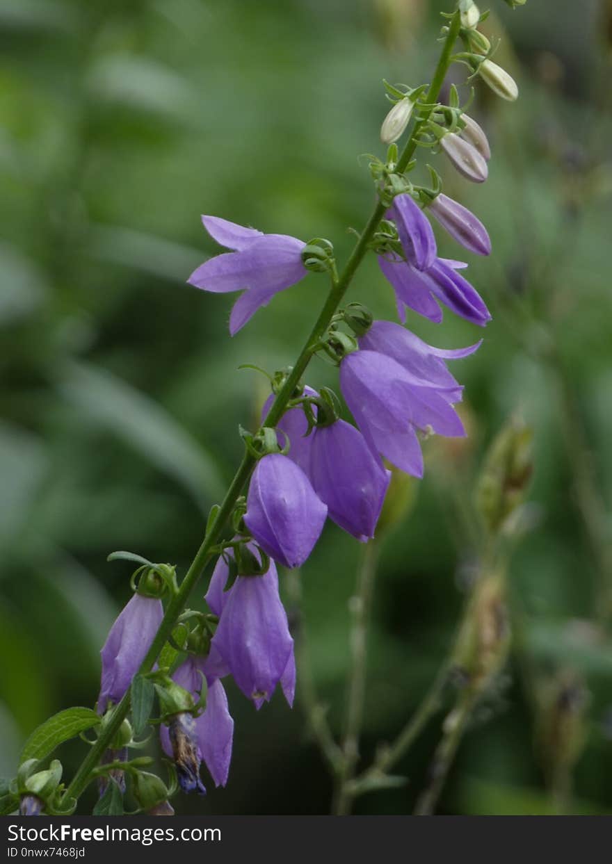 Plant, Flora, Bellflower Family, Flower